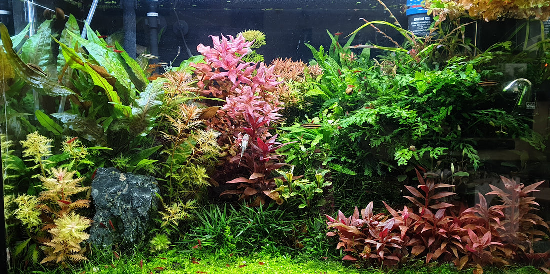 Leser-Aquarium Juni 2023