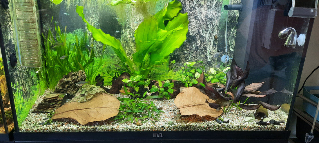 Leser-Aquarium Mai 2025