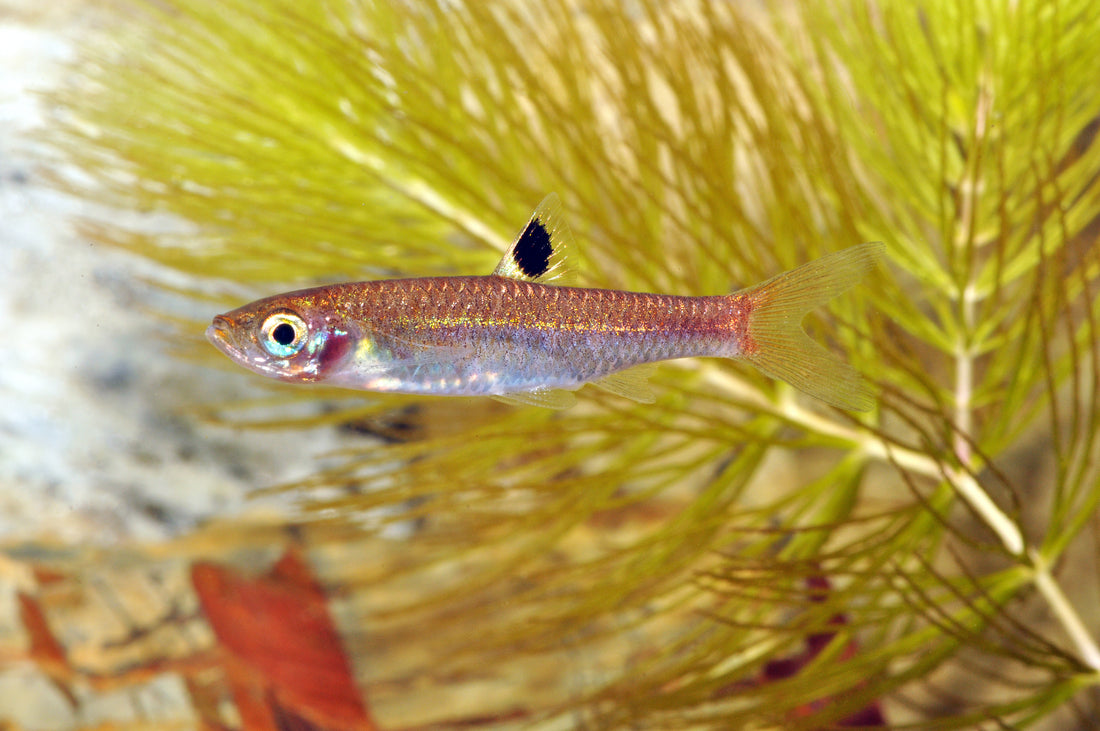 Borneo-Leuchtaugenbärbling