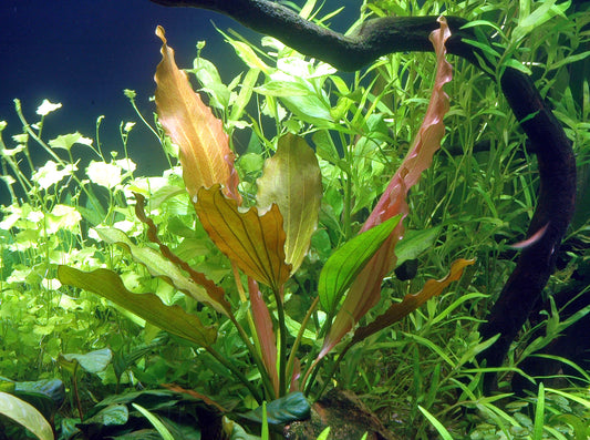Amazonas-Schwertpflanze 'Reni'