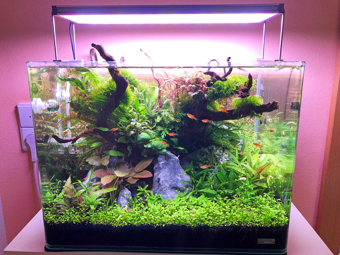 Leser-Aquarium Januar 2021