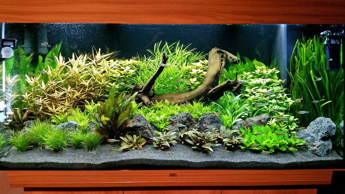 Leser-Aquarium Dezember 2020