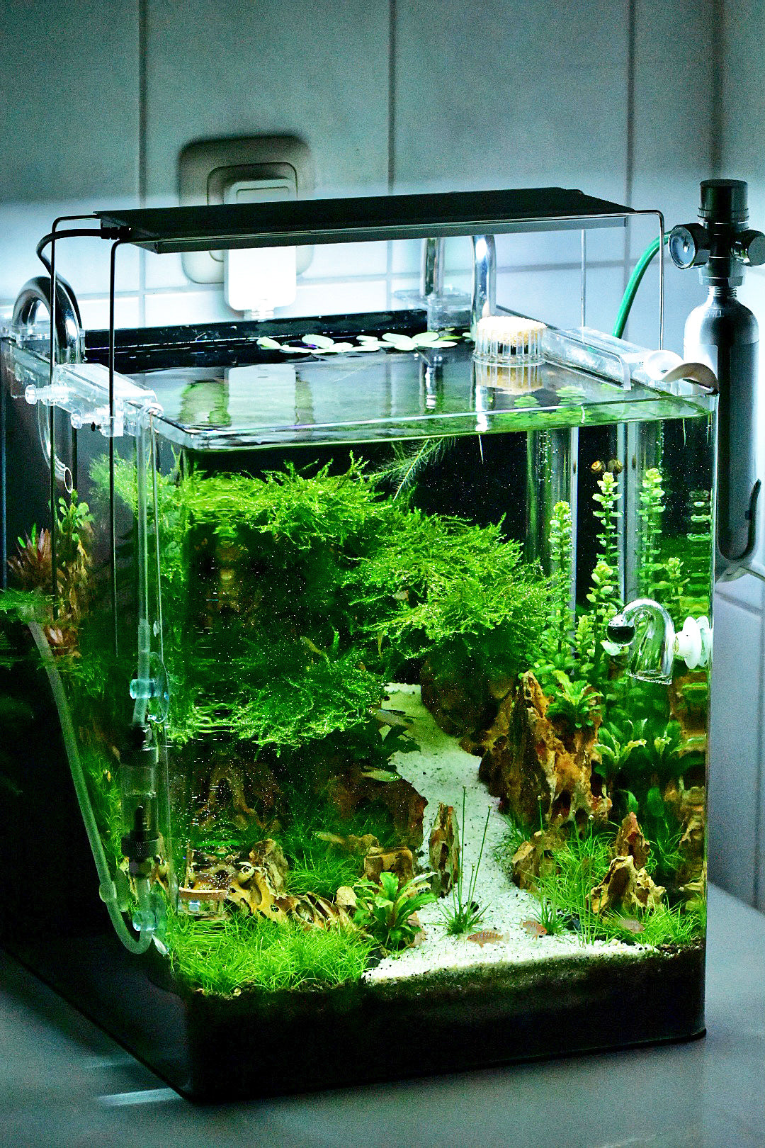 Leser-Aquarium März 2021