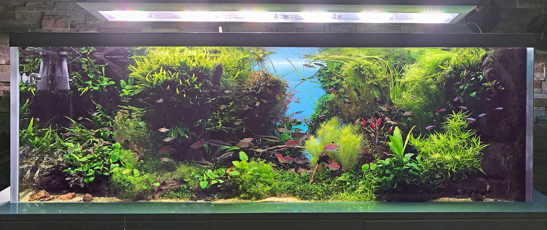 Leser-Aquarium Februar 2021