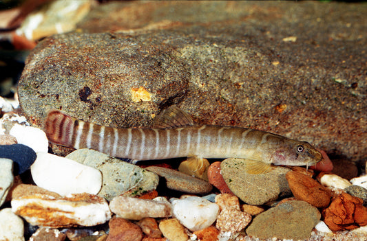 Rotschwanz-Streifenschmerle