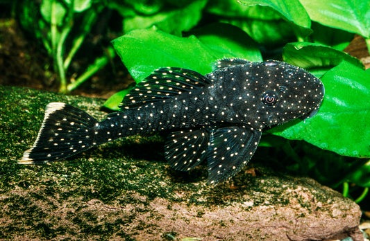 Dreihornharnischwels