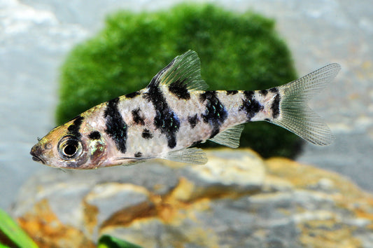 Foerschs Sechsgürtelbarbe