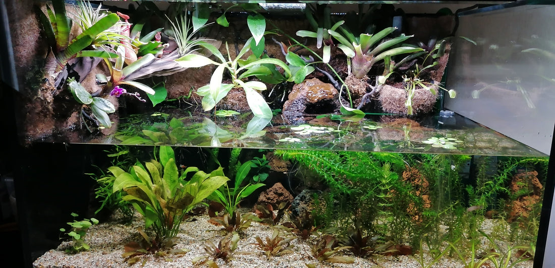 Leser-Aquarium Dezember 2021