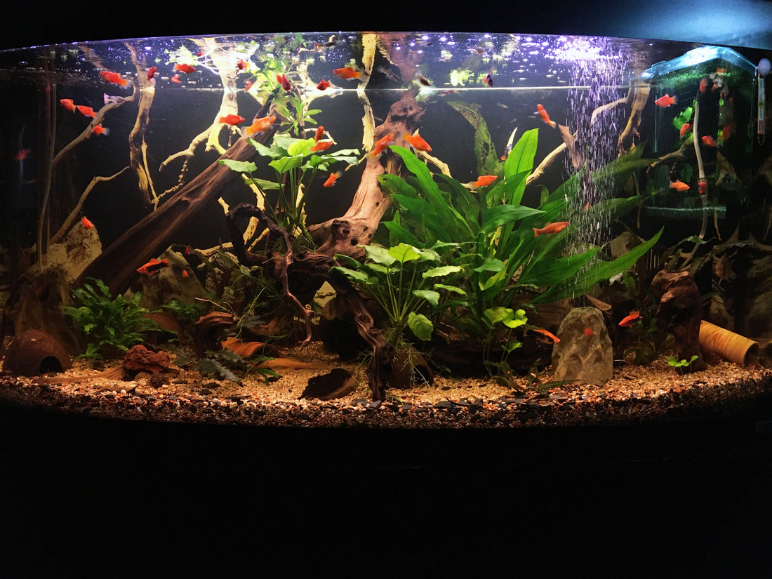 Leser-Aquarium Januar 2022