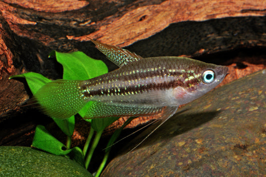 Schallers Knurrender Gurami