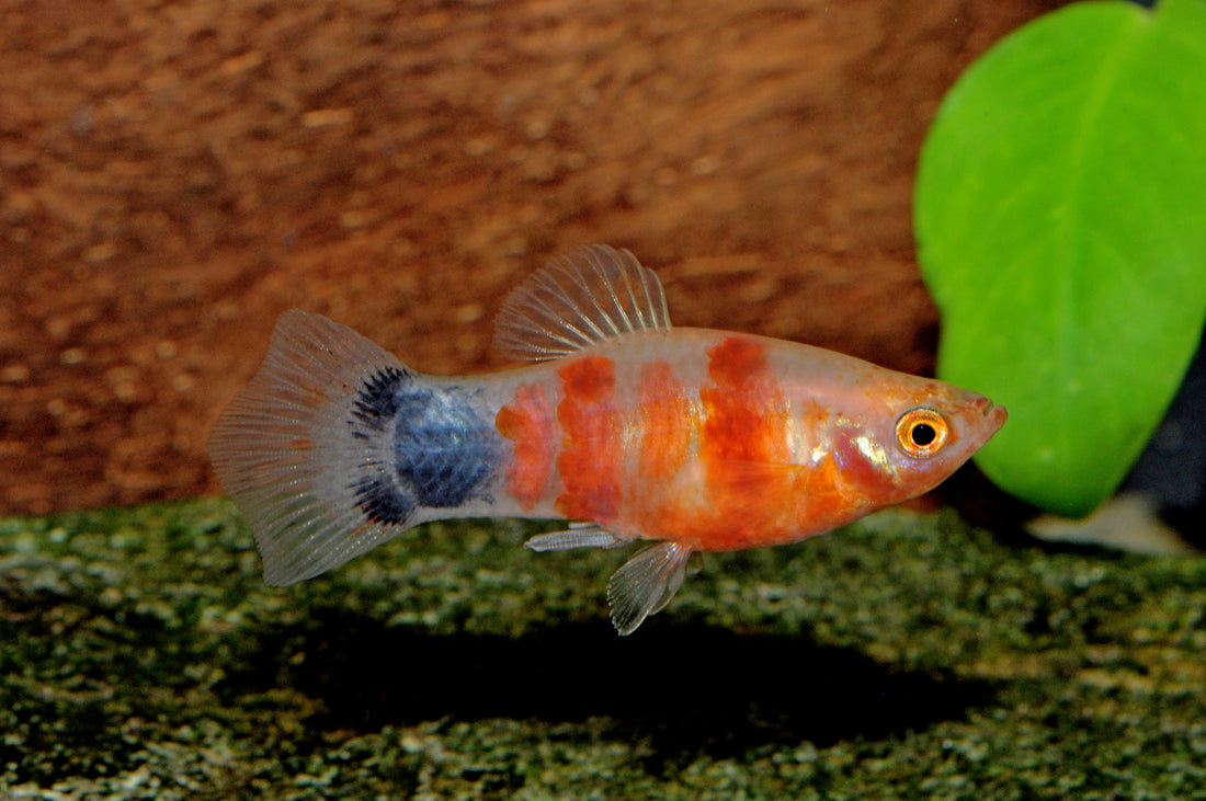 Platy-Mickey-Mouse-Blutendes-Herz