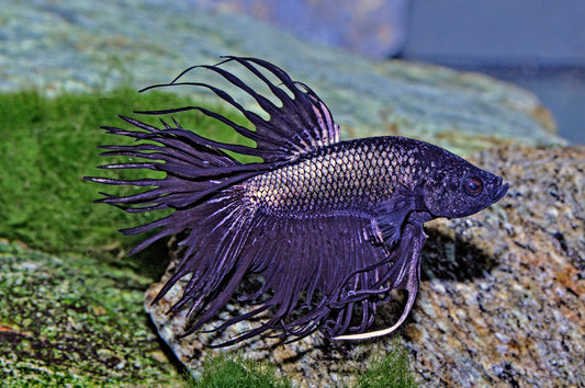 Kampffisch Crowntail-Black-Metallic