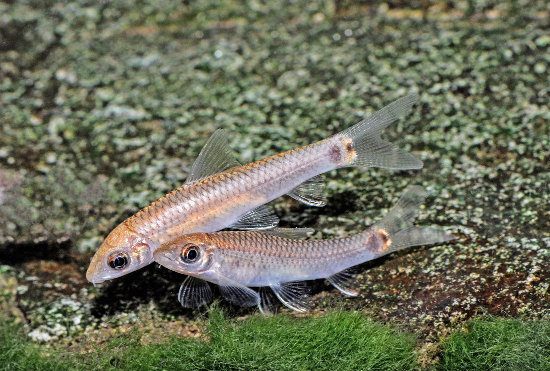 Goldener Schwanzfleckalgenfresser