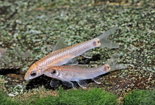 Goldener Schwanzfleckalgenfresser