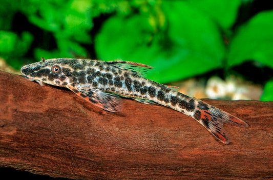 Rotflossen-Ohrgittersaugwels