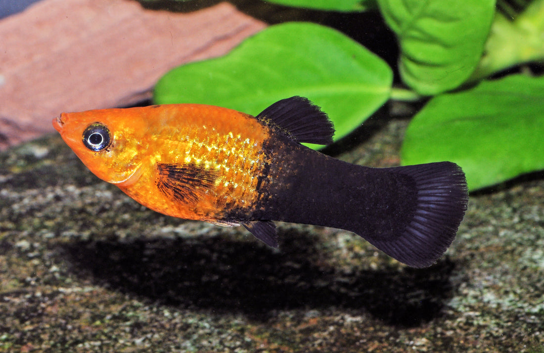 Goldmolly-Halbschwarz