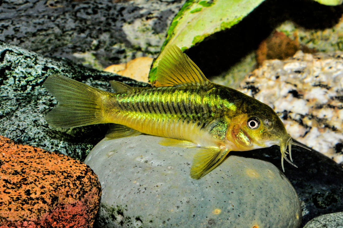 Neongrüner Panzerwels