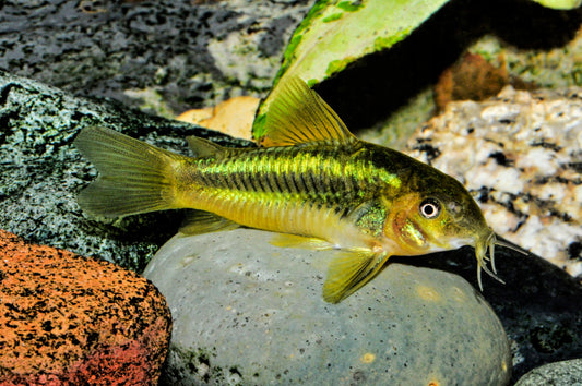 Neongrüner Panzerwels