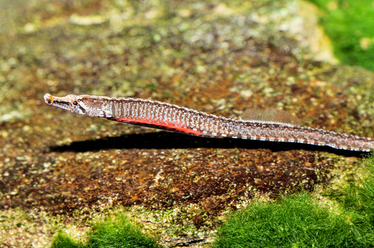 Rotbauch-Süßwassernadel