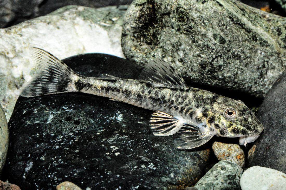 Pitbull-Harnischwels