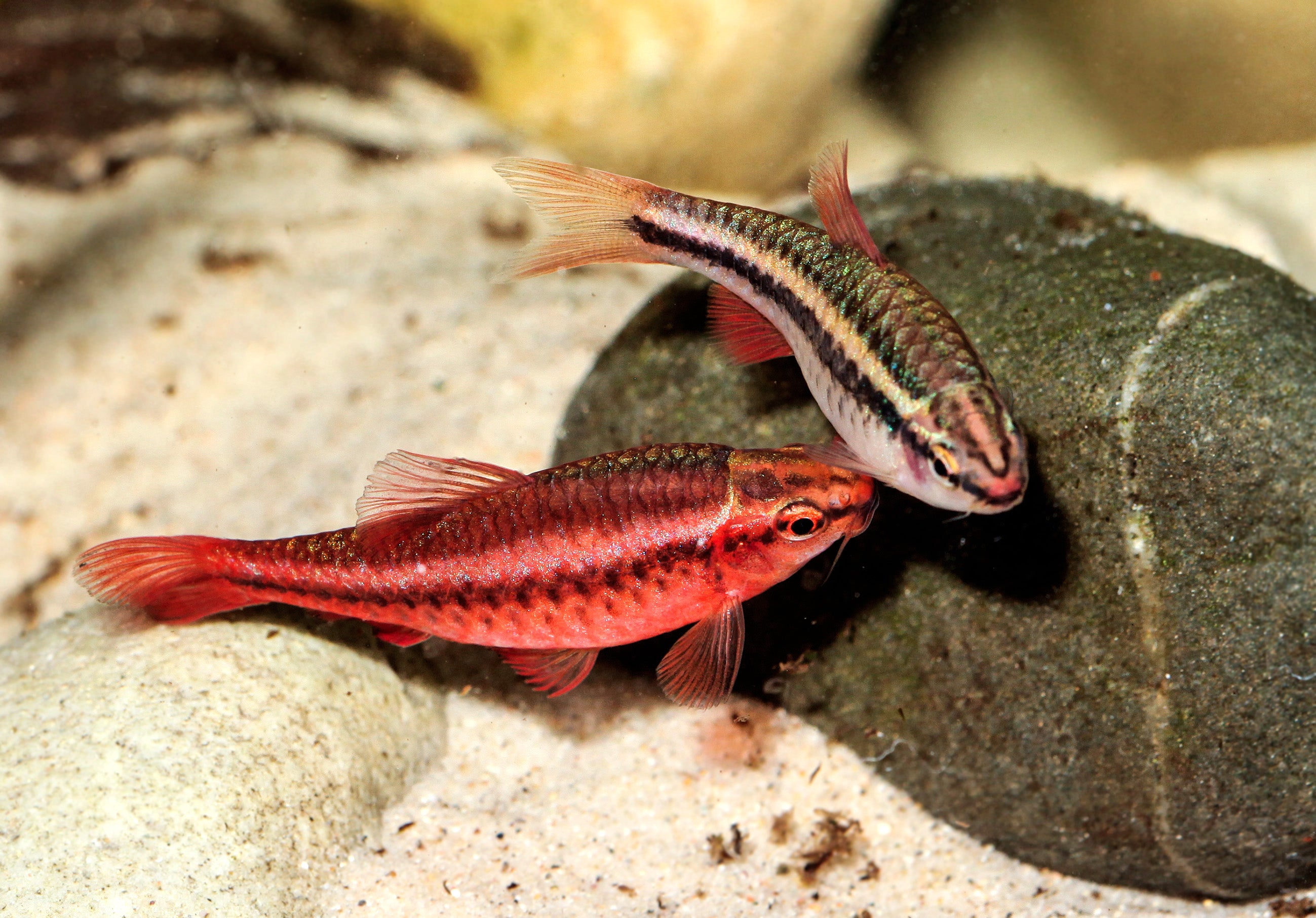Puntius revidiert Dähne Aquaristik
