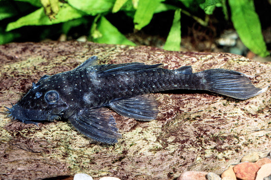 Großaugen-Antennenwels oder LDA 74