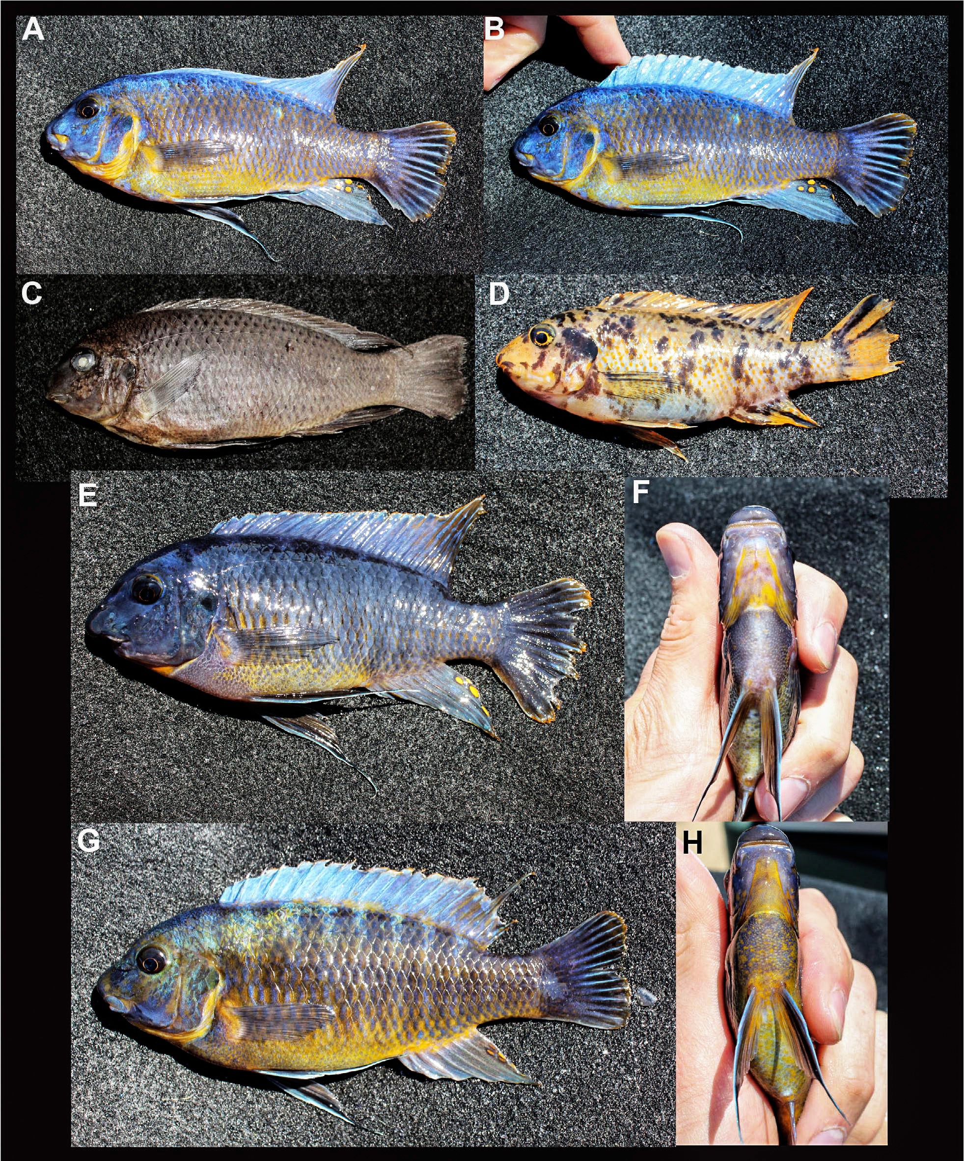 Neue Arten aus dem Malawisee Dähne Aquaristik