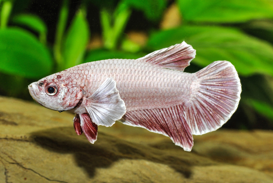 Pink-Salamander-Kampffisch