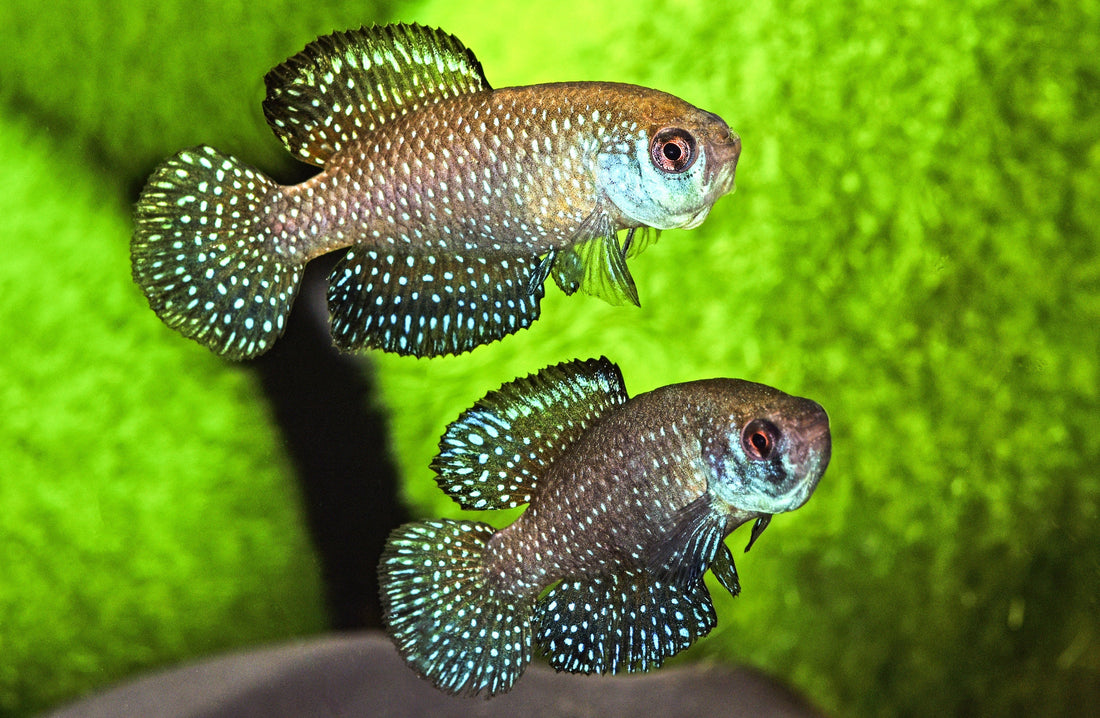 Sternenhimmelfische mit neuen Namen