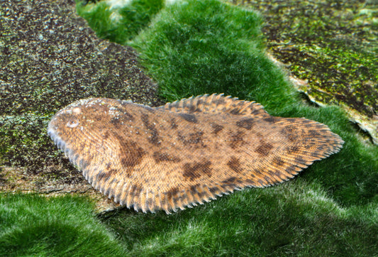 Gefleckte Süßwasserzunge