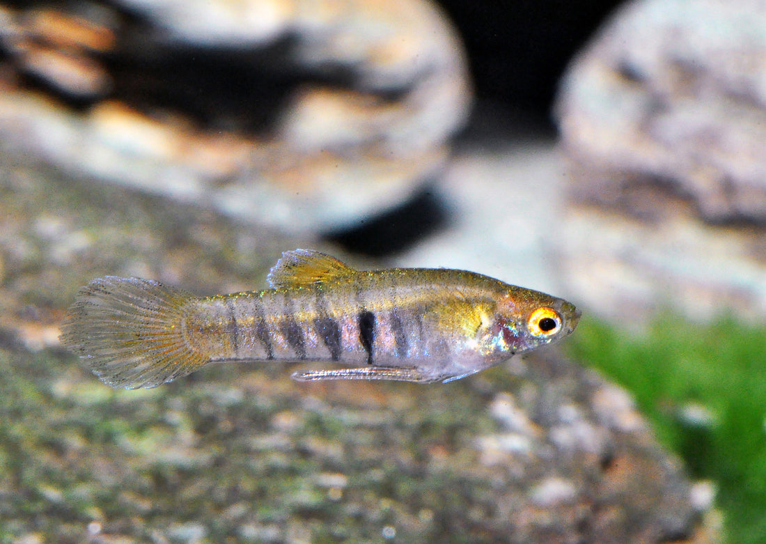 Teddy-Zwergkärpfling