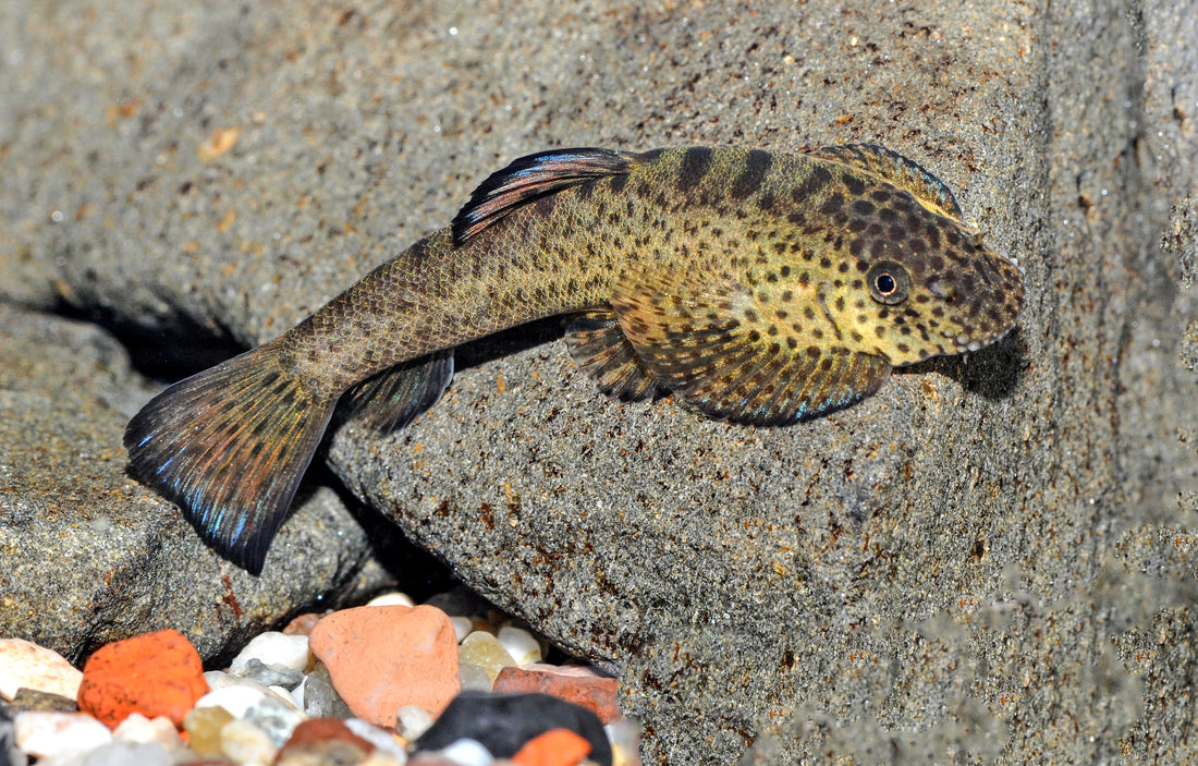 Purple-Fin-Flossensauger