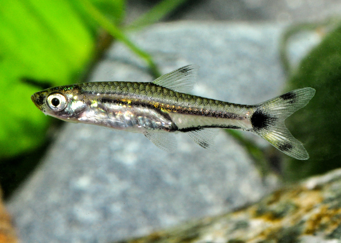 Zwerg-Scherenschwanzbärbling