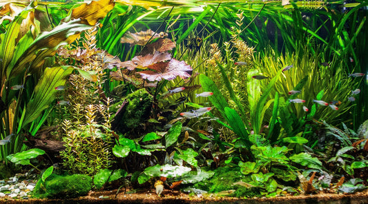 Wasser sparen mit Umkehrosmose