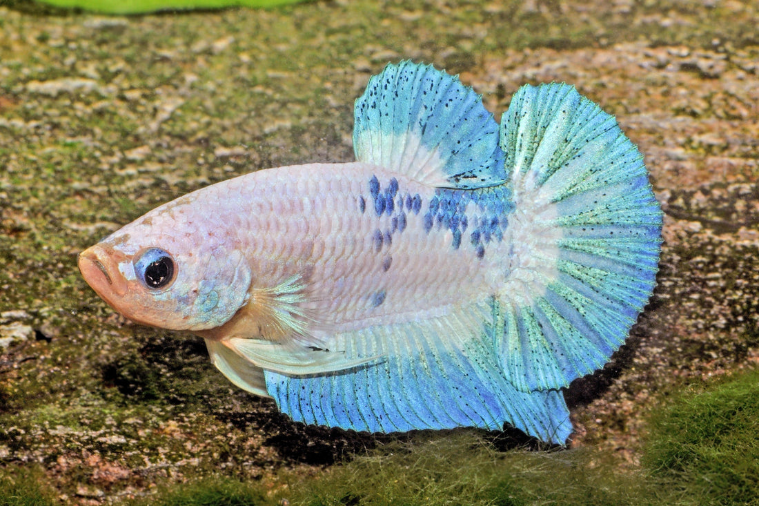 Kampffisch Halfmoon-Plakat-Blue-Marble