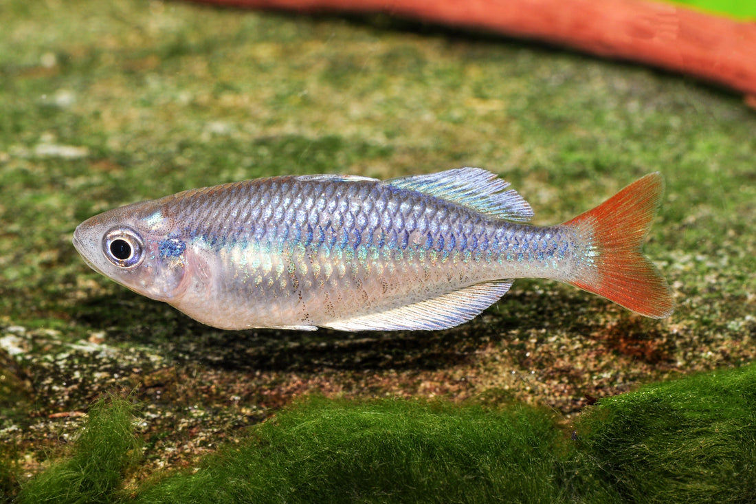 Eisblauer Regenbogenfisch