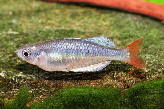 Eisblauer Regenbogenfisch
