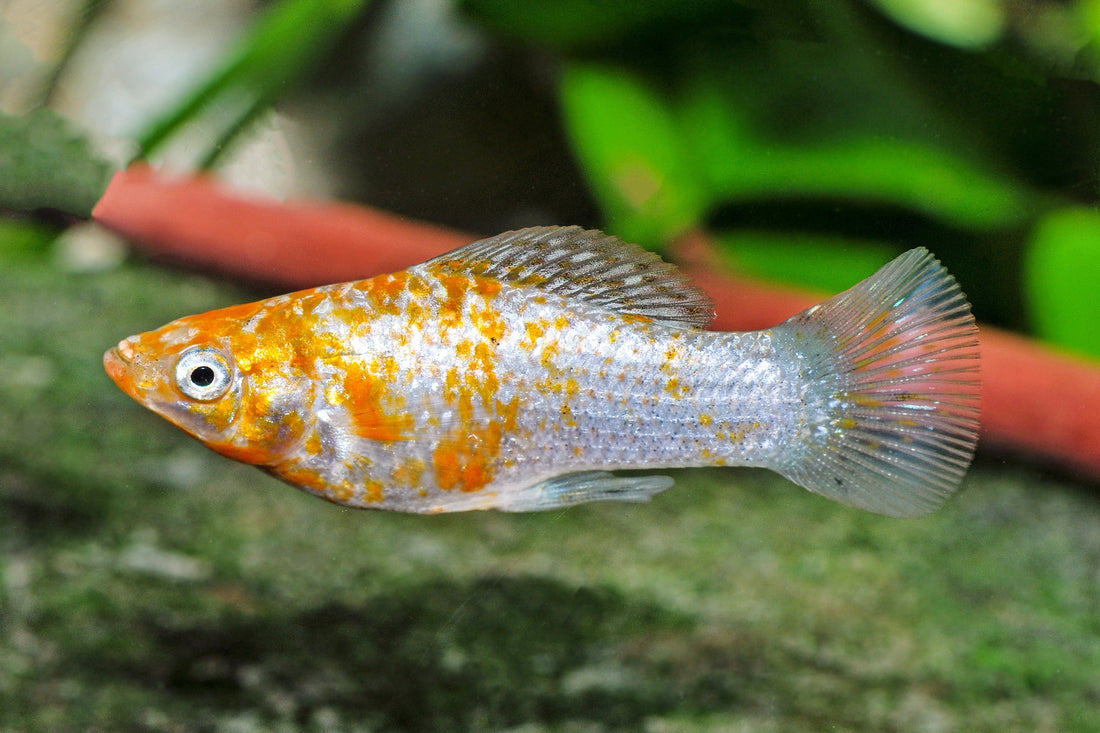 Silber-Orange-Molly