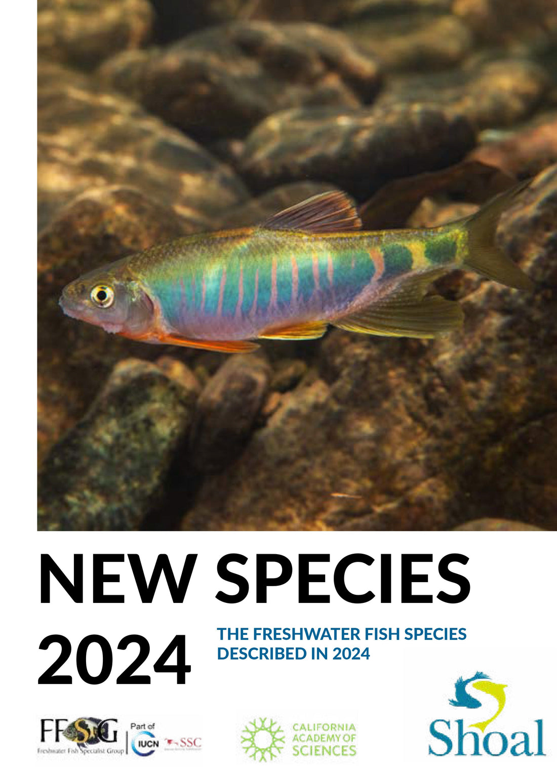 260 neue Süßwasserfische