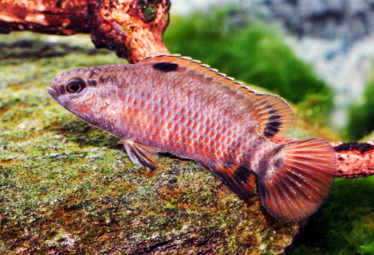 Roter Chamäleon-Blaubarsch