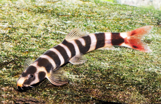 Feuerschwanz-Schmerle