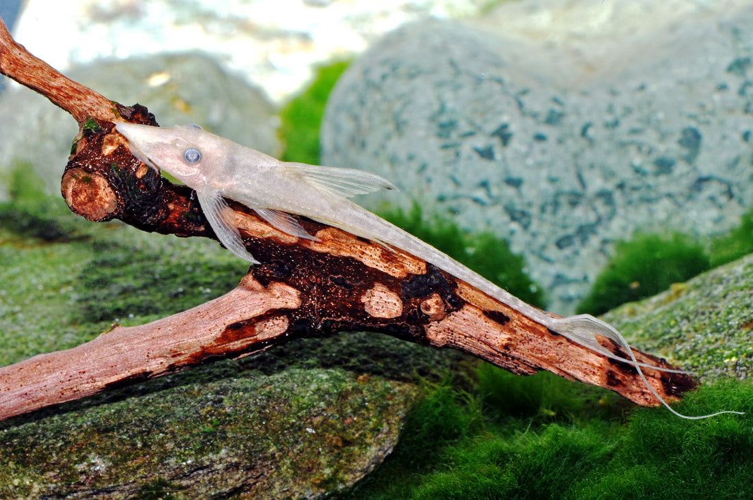 Goldener Goldbartstörwels