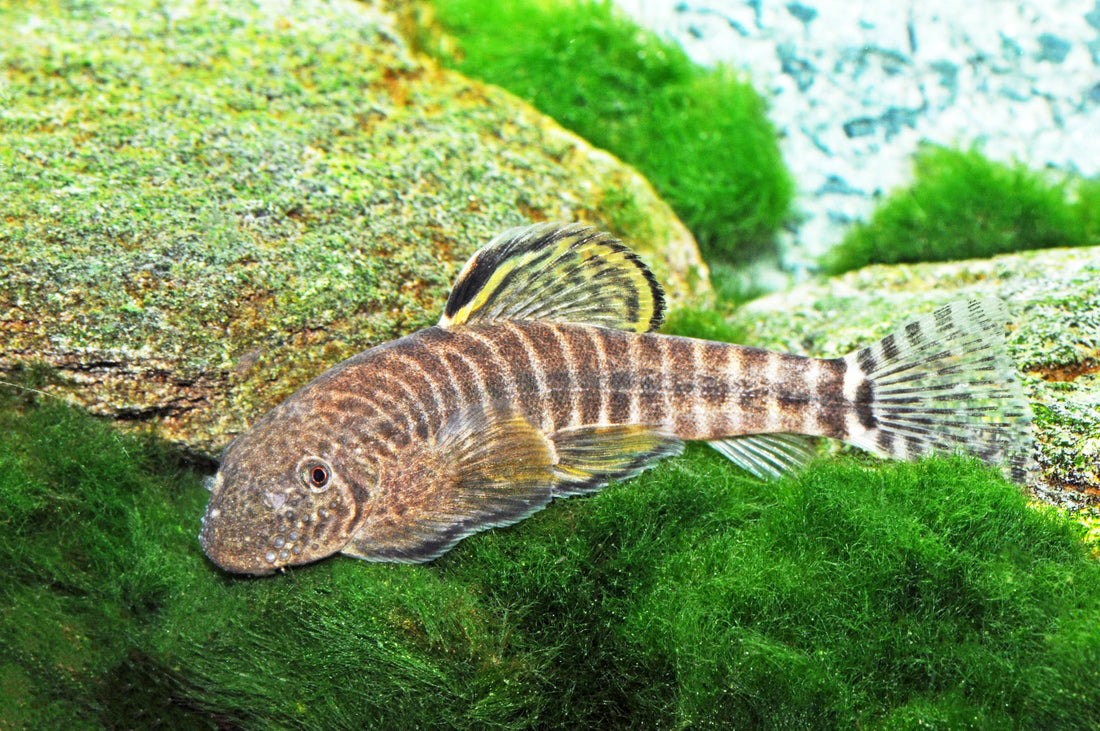 Gelbflossen-Zebraflossensauger