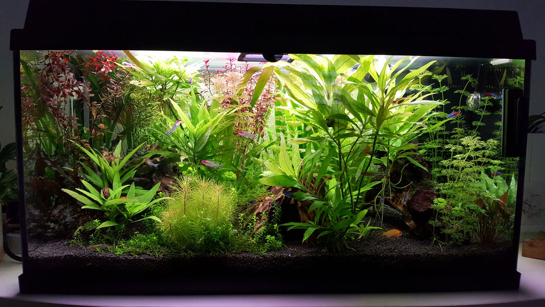 Leser-Aquarium Mai 2023