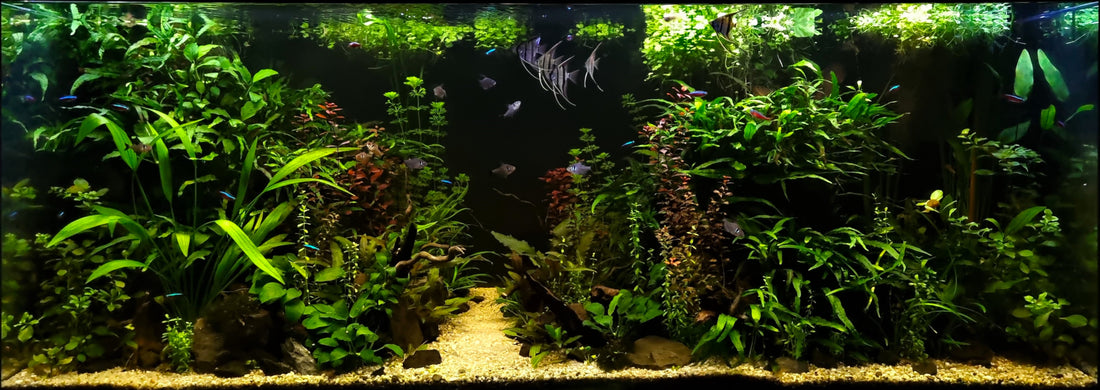 Leser-Aquarium Juni 2025