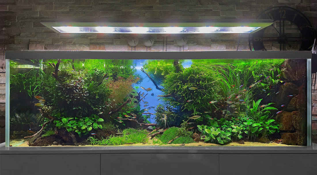 Leser-Aquarium Dezember 2023