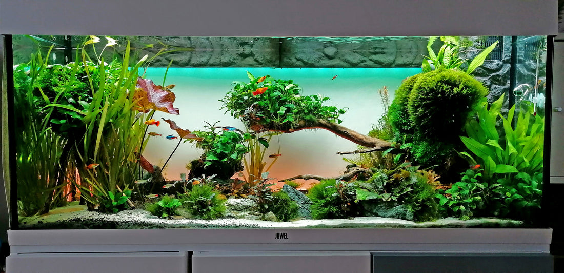 Leser-Aquarium April 2022