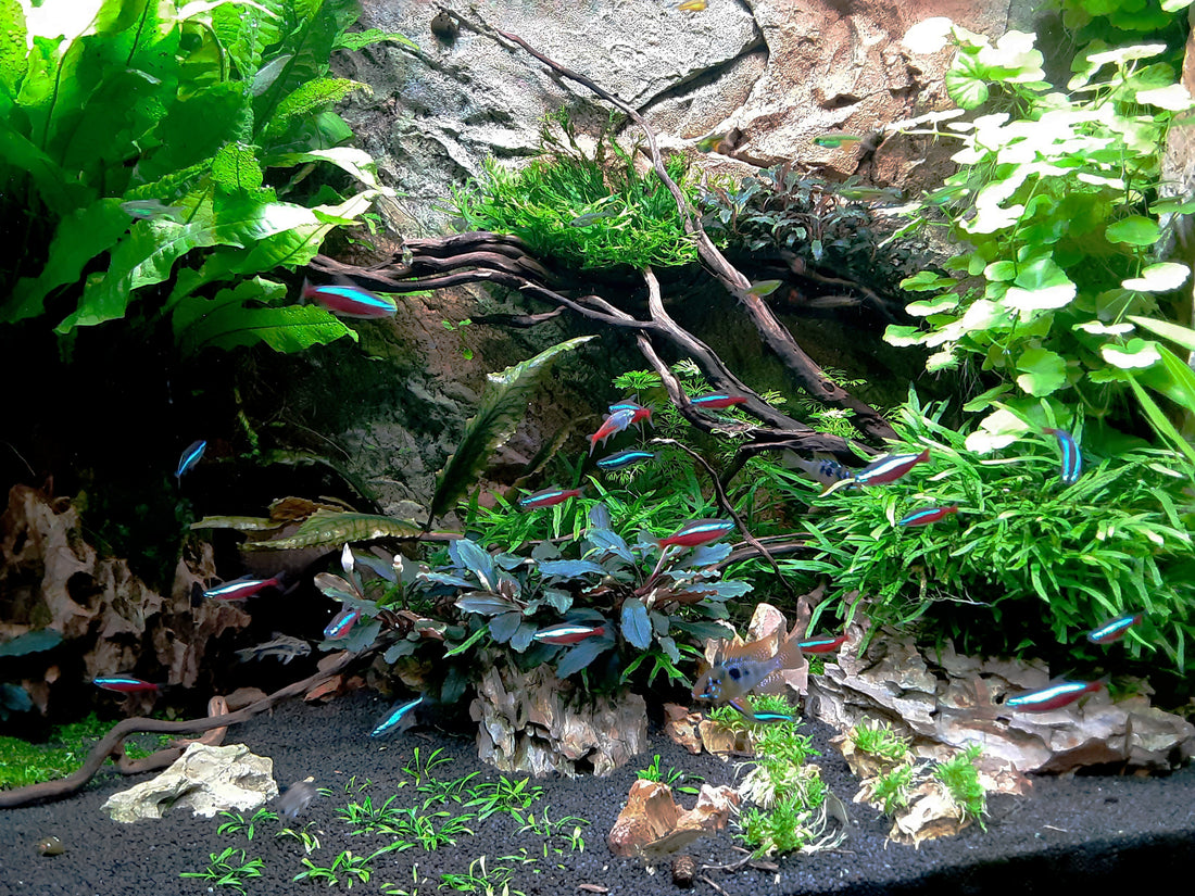 Leser-Aquarium März 2022