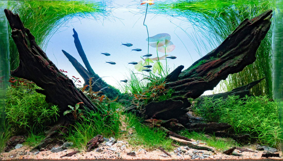 Leser-Aquarium Januar 2024