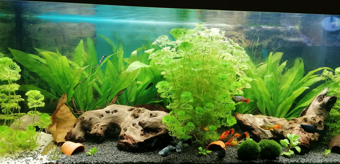 Leser-Aquarium November 2023